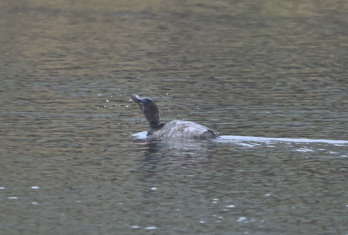 Canvasback - ML645306582