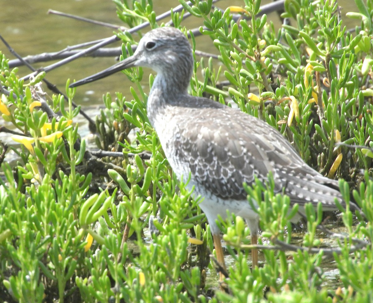 Greater Yellowlegs - ML645306585
