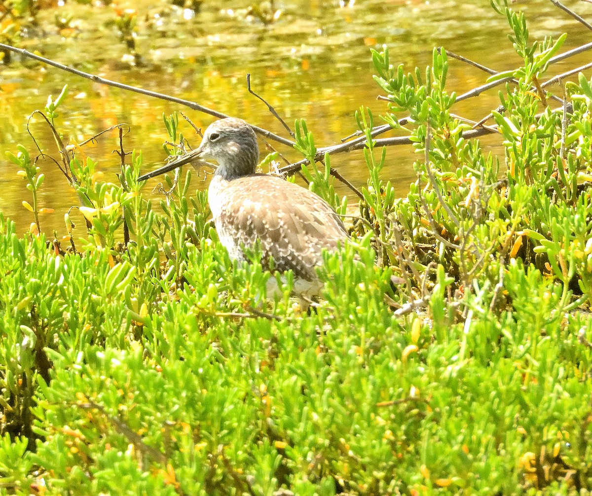Greater Yellowlegs - ML645306586