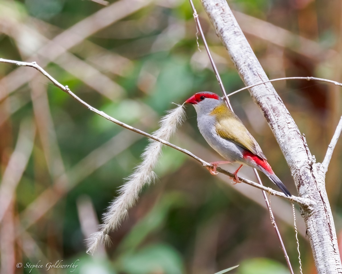 Краснобровая амадина - ML645306588