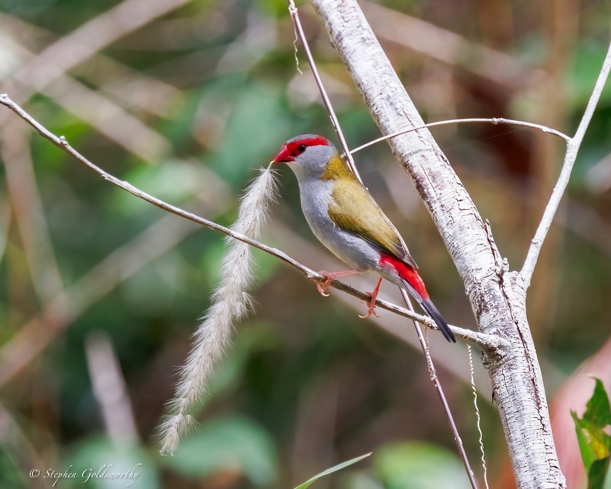 Краснобровая амадина - ML645306589