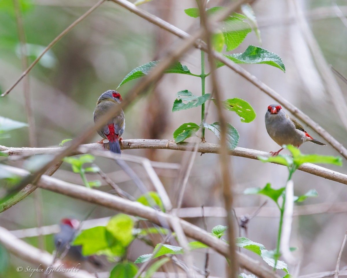 Краснобровая амадина - ML645306590