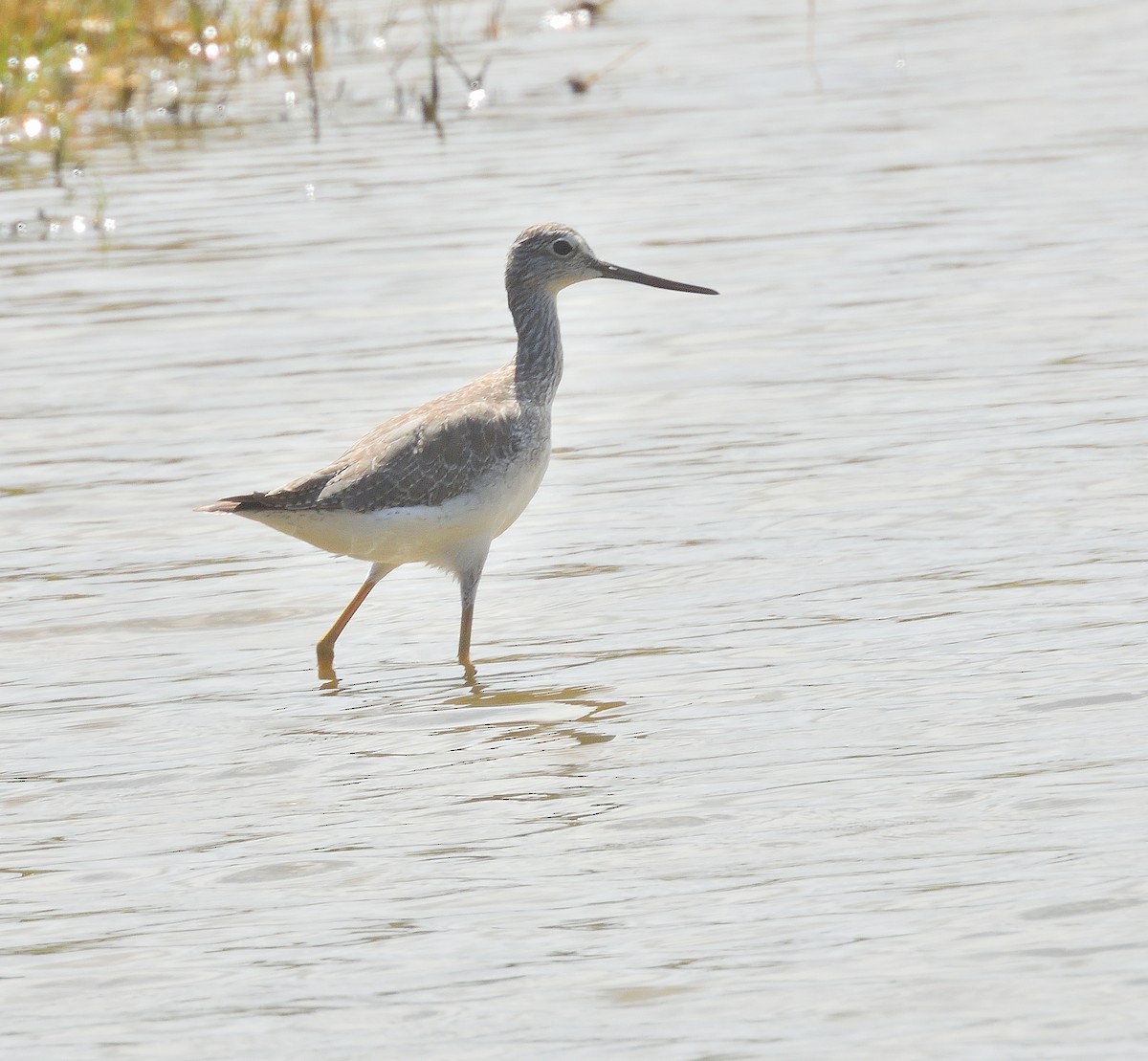 Greater Yellowlegs - ML645306598