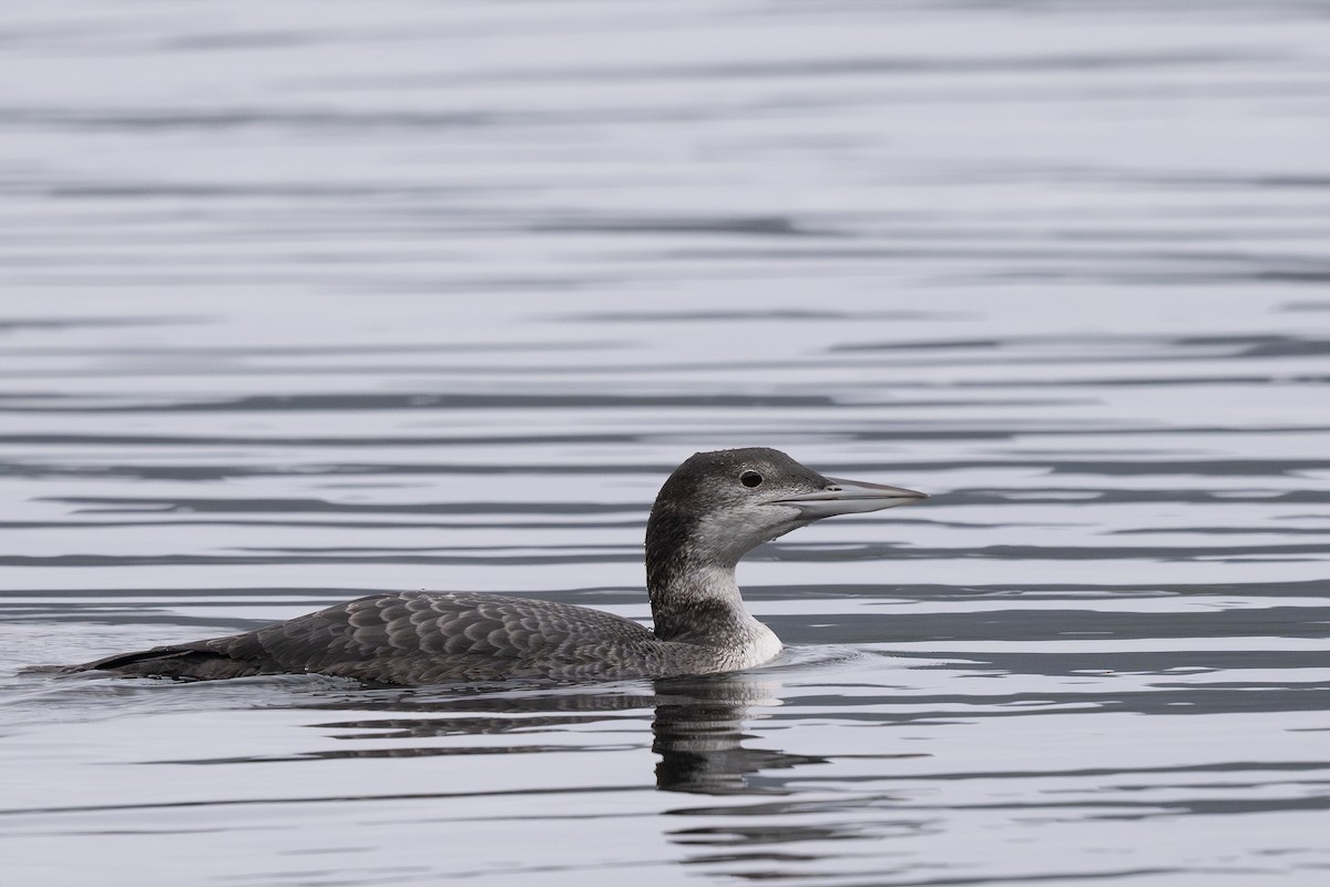 Common Loon - ML645306619