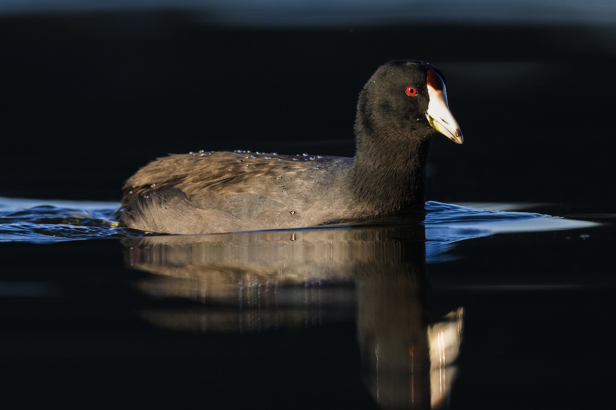 American Coot - ML645306624