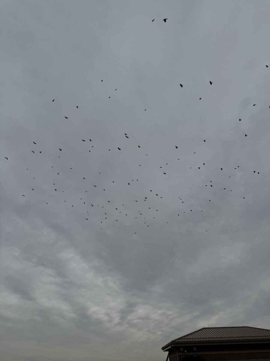 Красноплечий трупиал - ML645306625