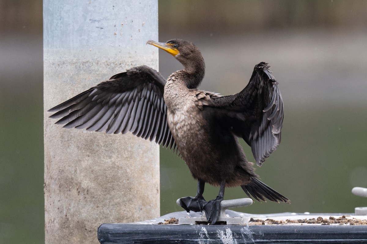 Double-crested Cormorant - ML645306631