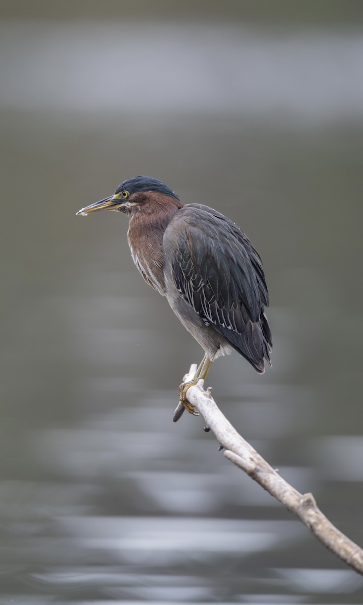 Green Heron - ML645306633