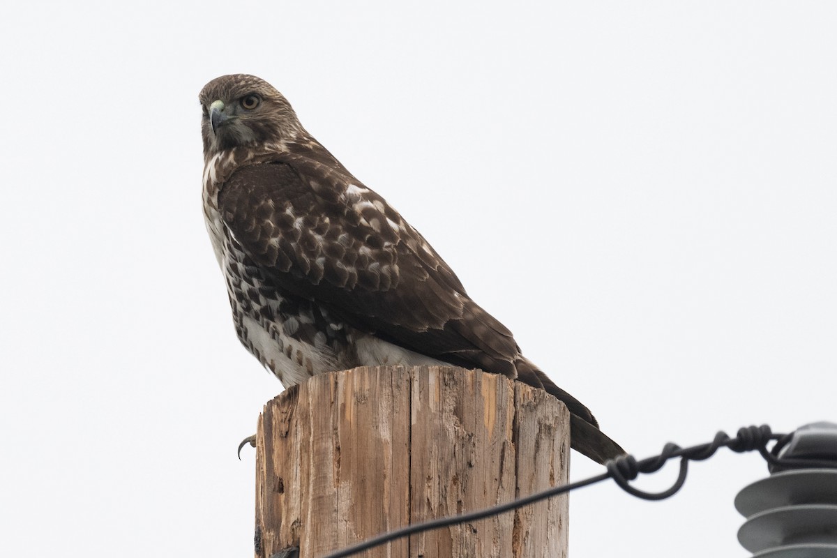 Red-tailed Hawk - ML645306637