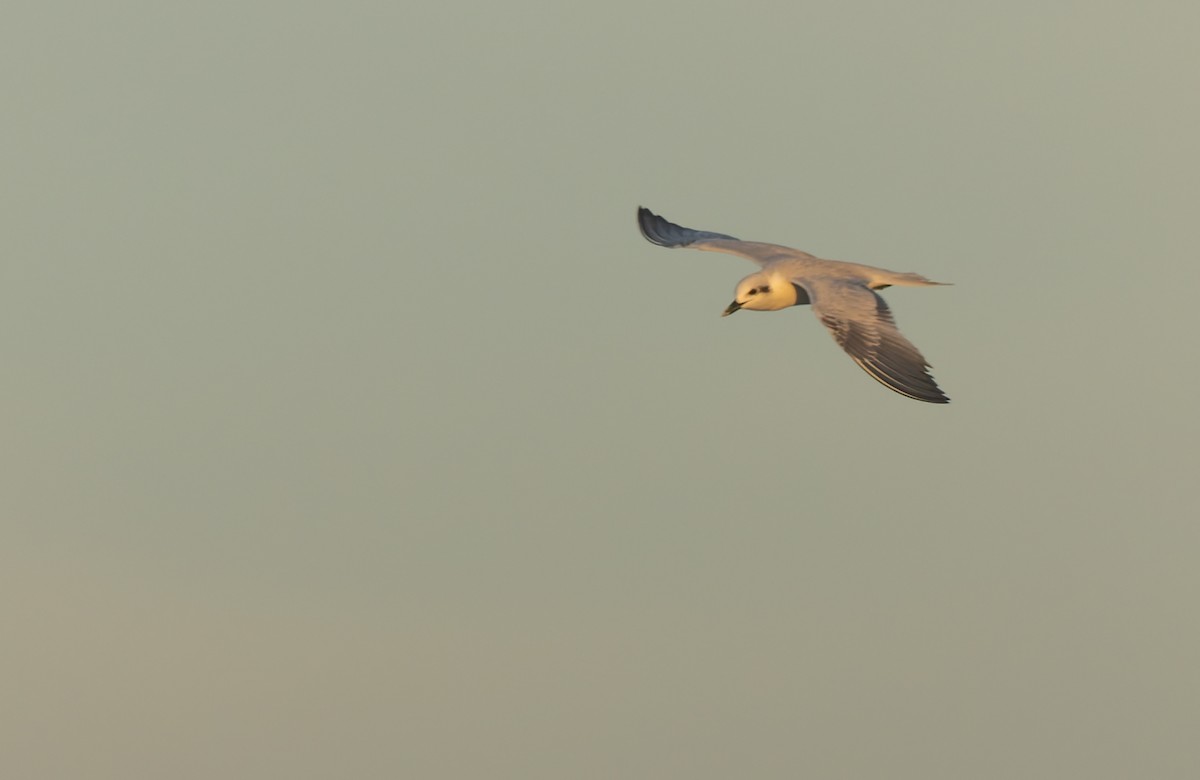 Gull-billed Tern - ML645306641