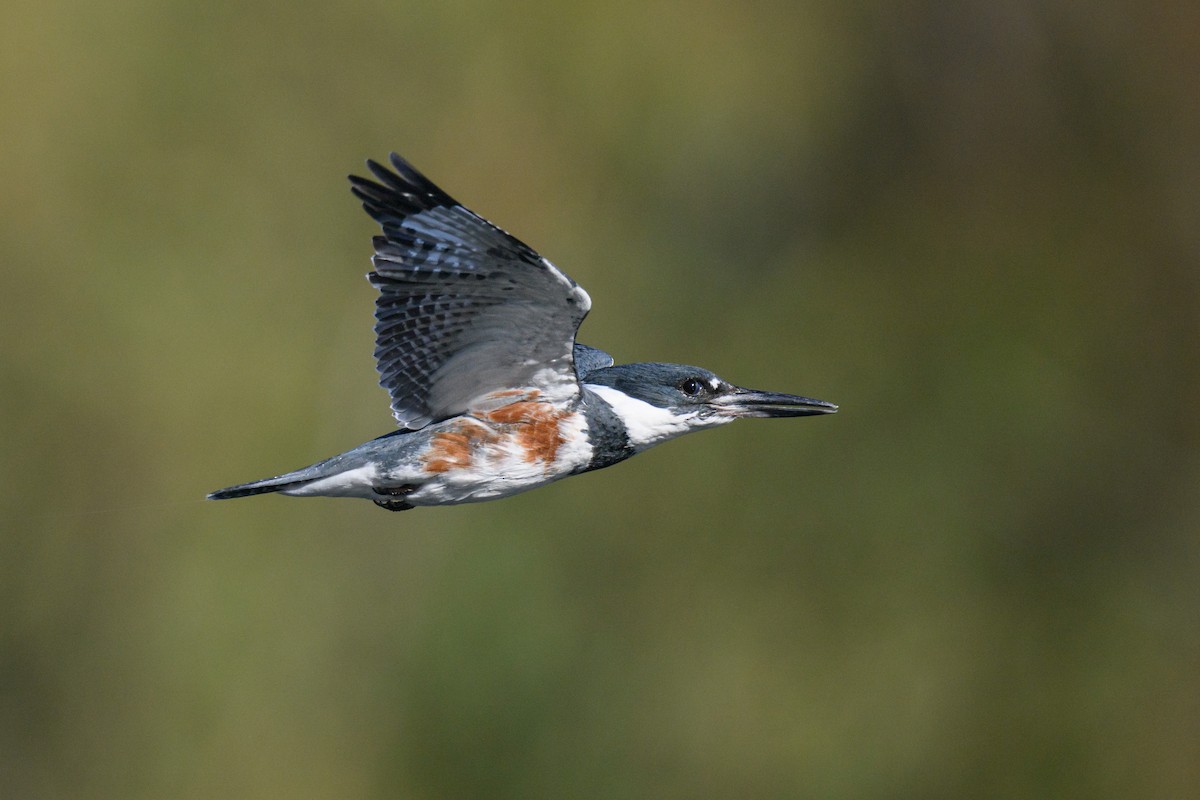 Belted Kingfisher - ML645306645