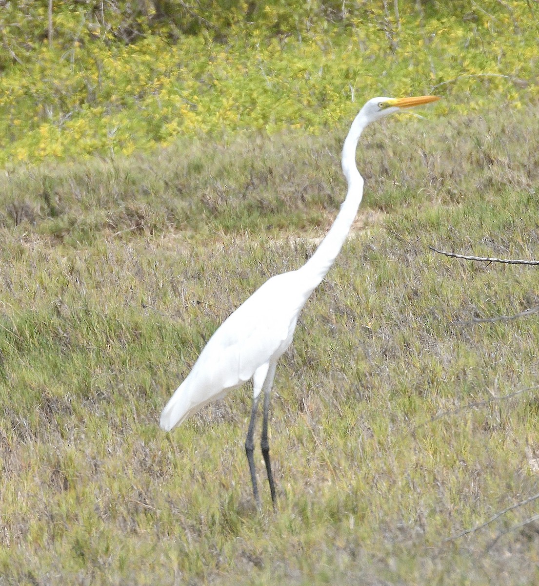 Garceta Grande - ML645306652