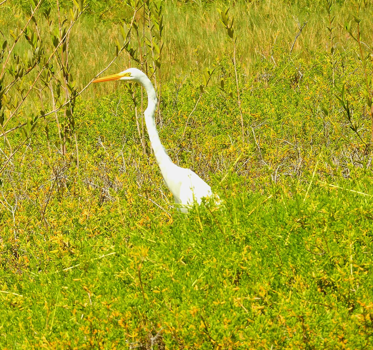 Garceta Grande - ML645306653
