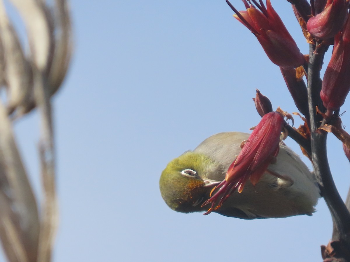 Silvereye - ML645306654