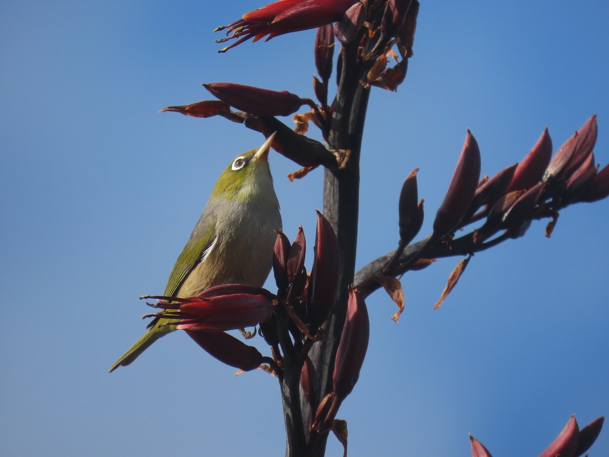 Silvereye - ML645306655