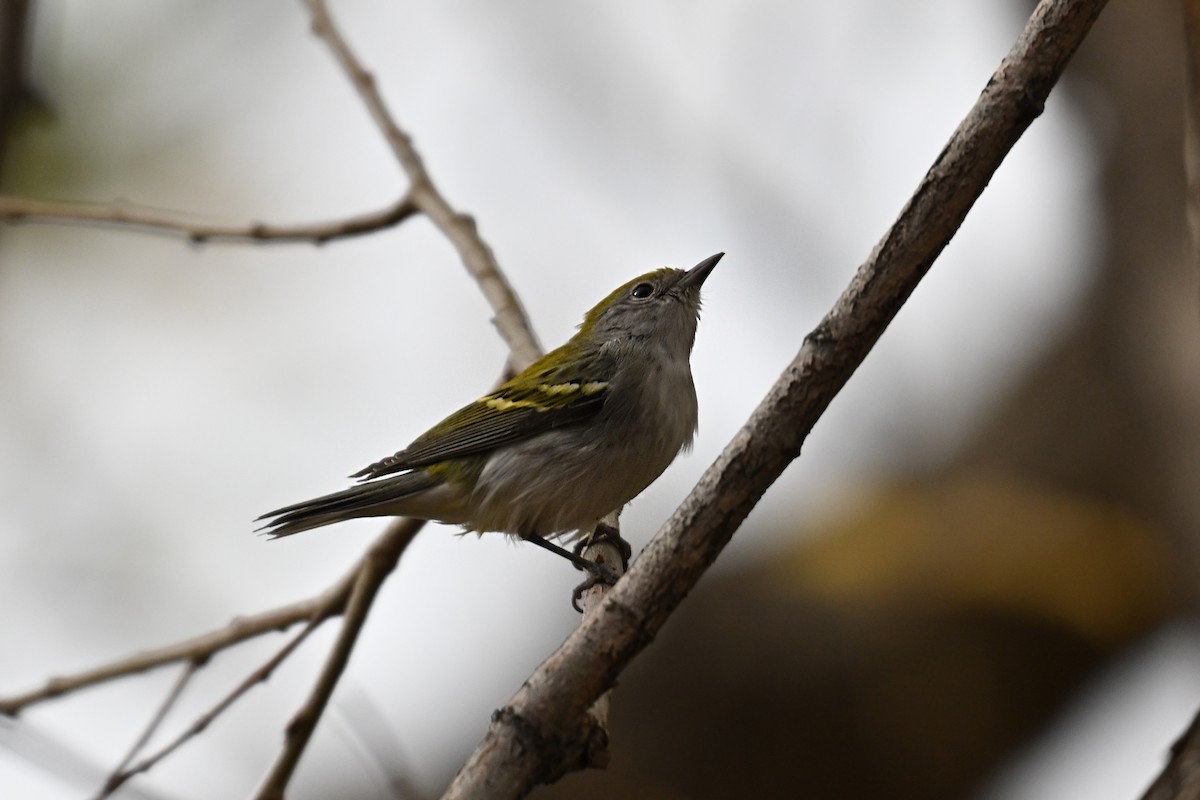 Chestnut-sided Warbler - ML645306657