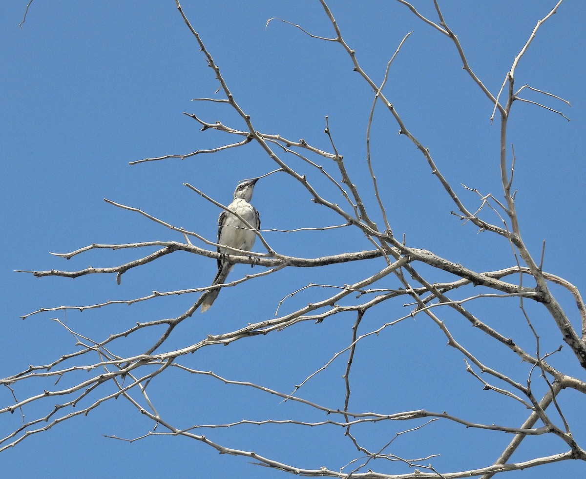 Tropikal Taklitçi - ML645306658