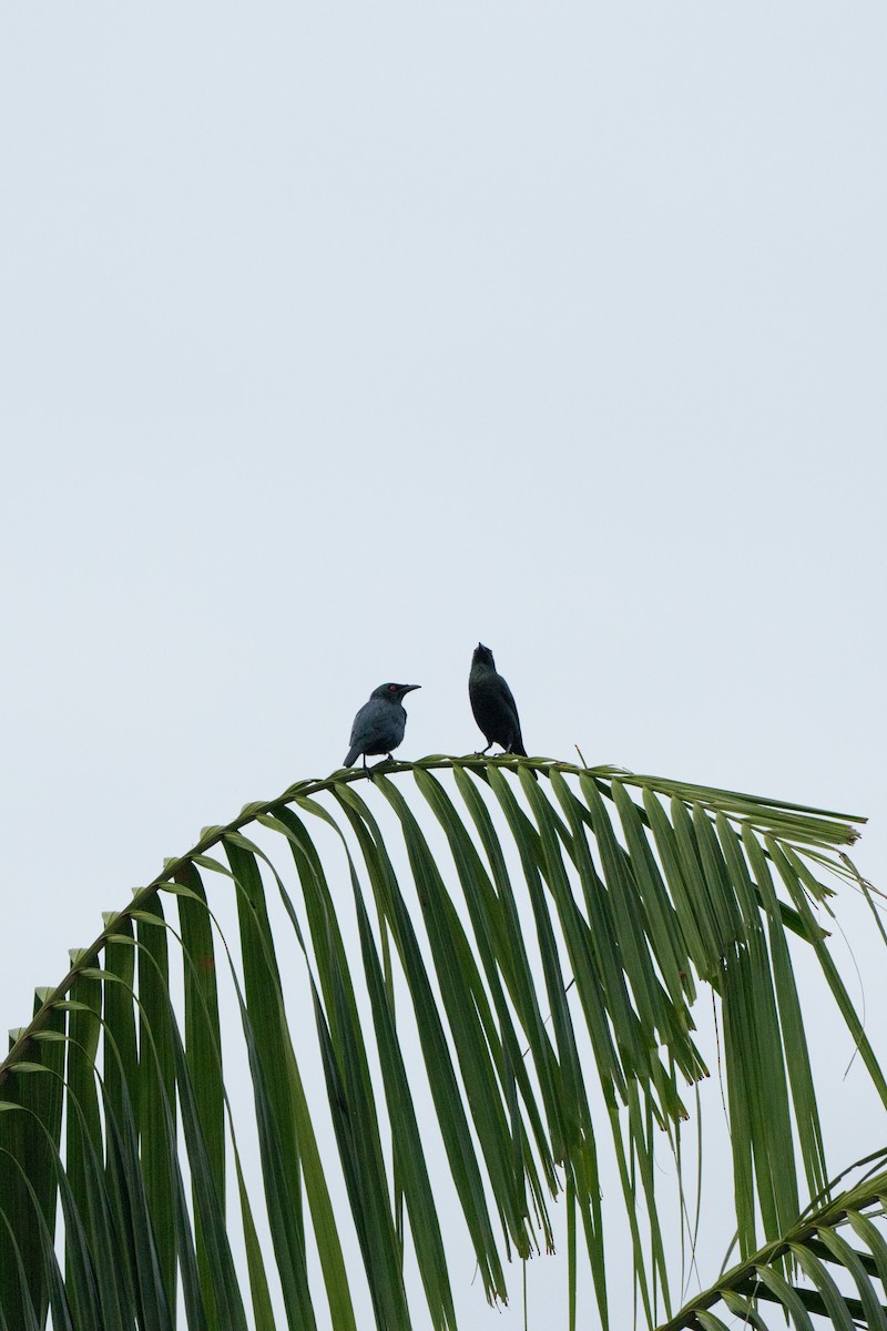 Красноглазый скворец - ML645306660