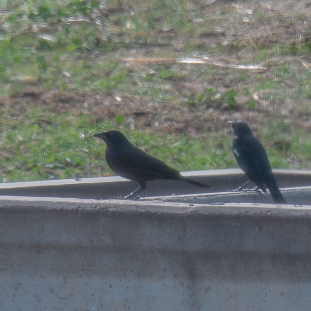 Common Grackle - ML645306662