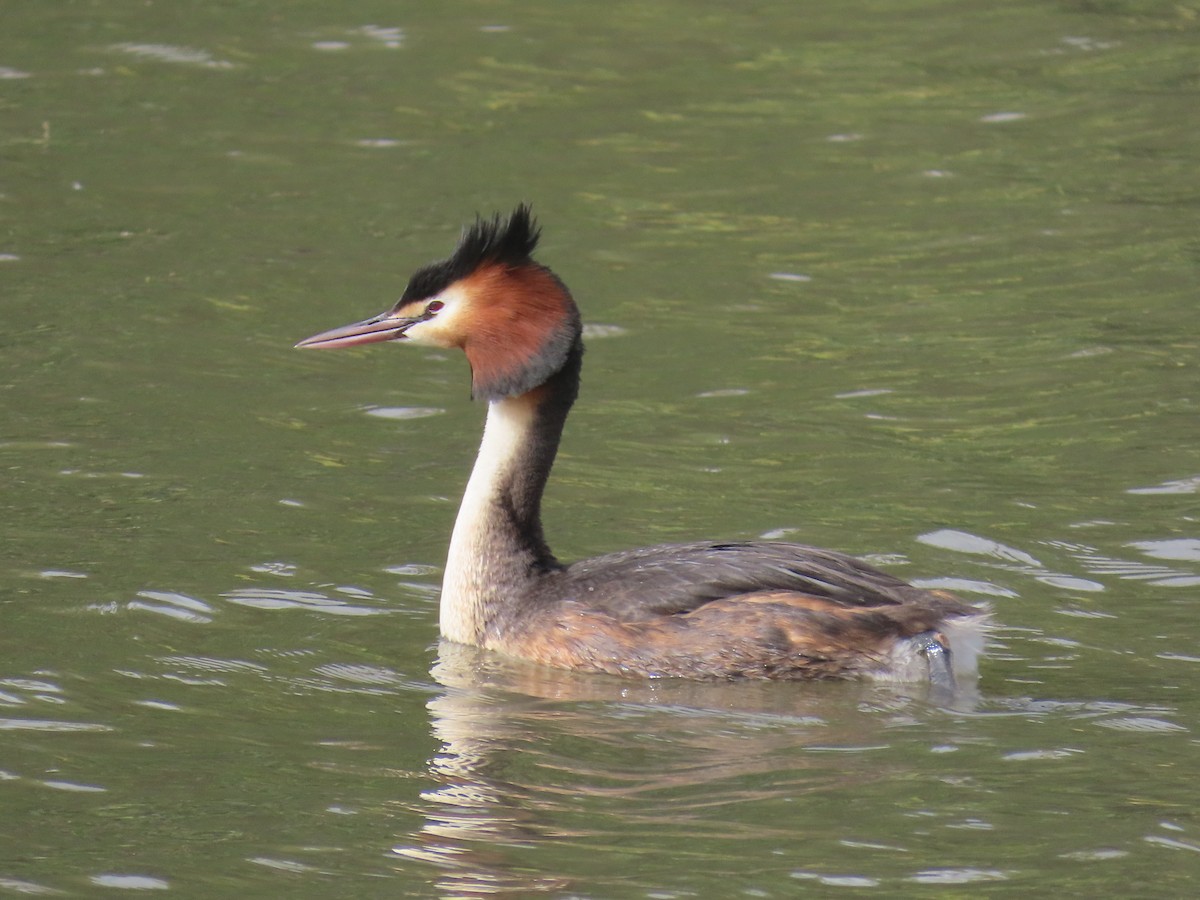 Murgil mottoduna - ML645306663