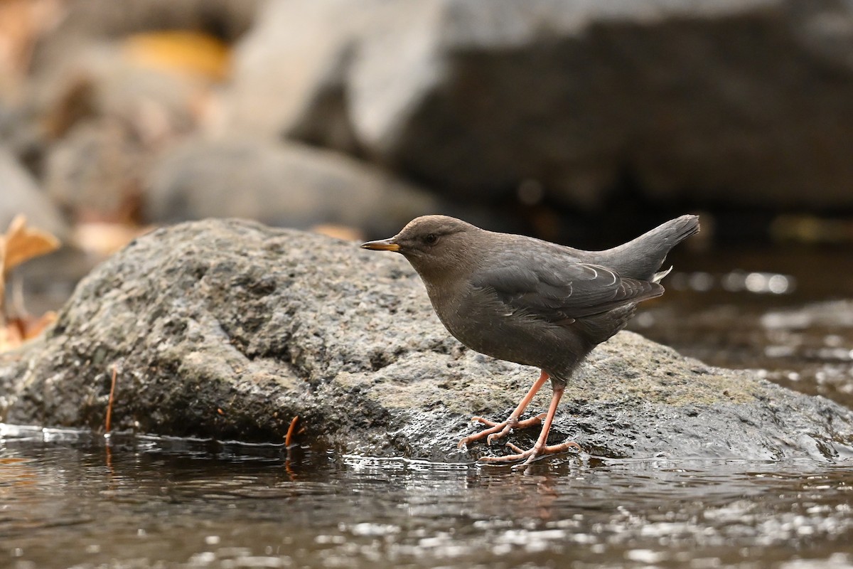 Ur-zozo iparramerikarra - ML645306666