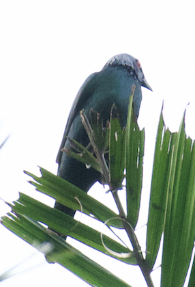 Красноглазый скворец - ML645306670