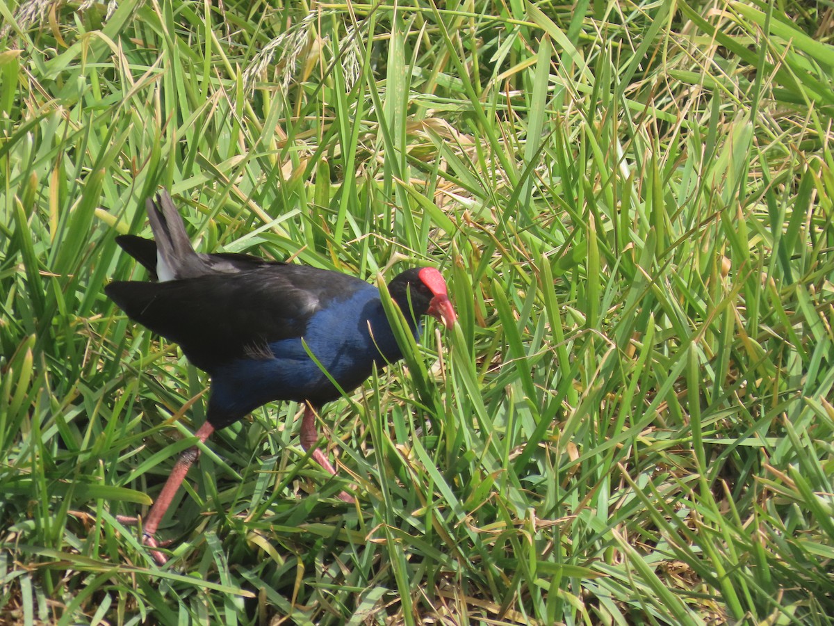 Australasian Swamphen - ML645306680