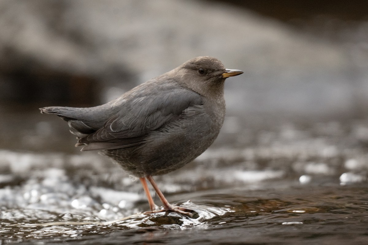 Ur-zozo iparramerikarra - ML645306682