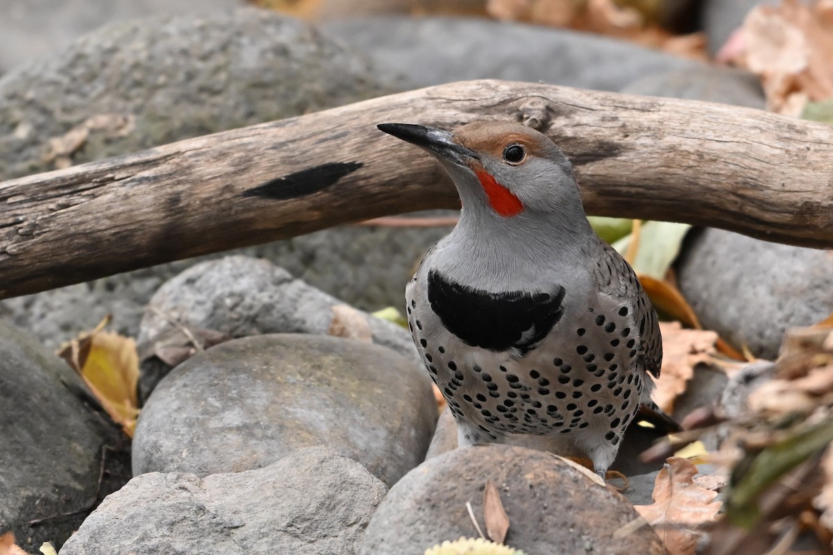 Northern Flicker - ML645306687