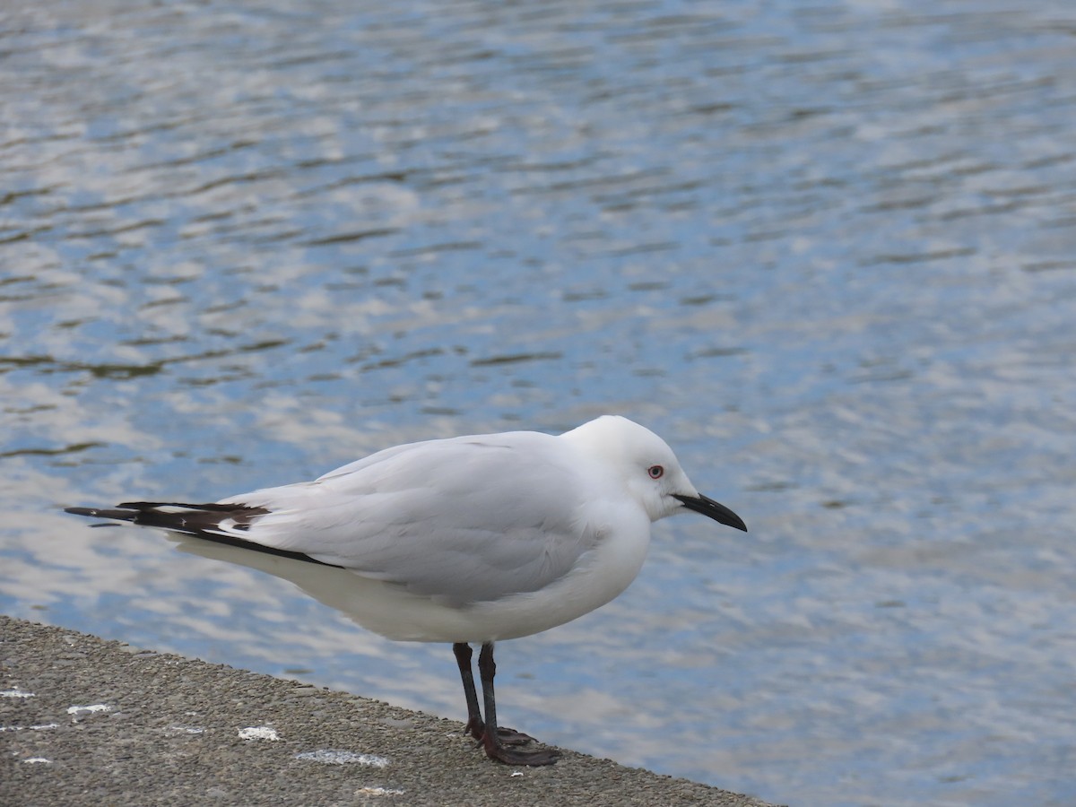 Antxeta maoria - ML645306690