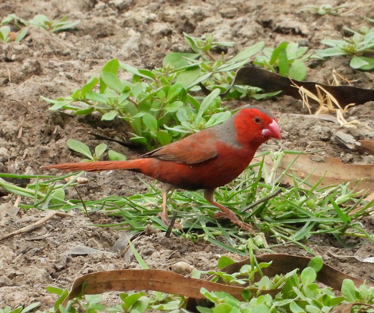 Crimson Finch - ML645306692