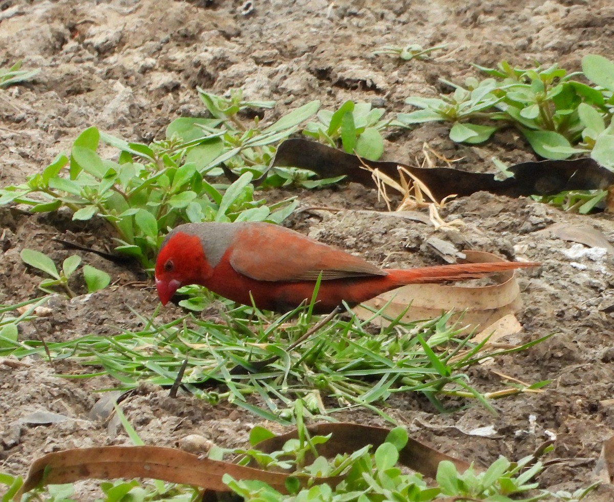 Crimson Finch - ML645306695