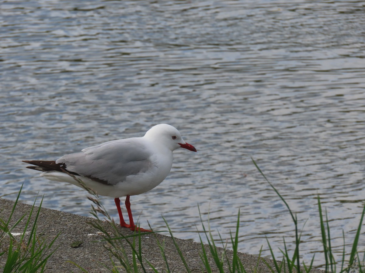 Zilar-antxeta - ML645306696