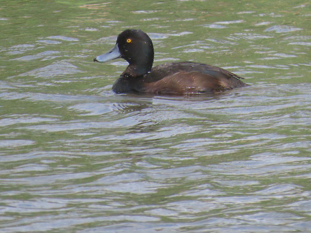 Murgilari zeelandaberritarra - ML645306703