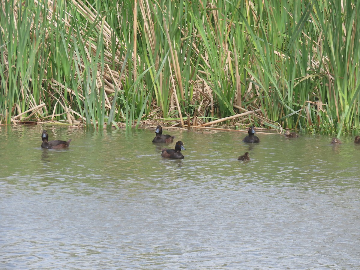 Murgilari zeelandaberritarra - ML645306704