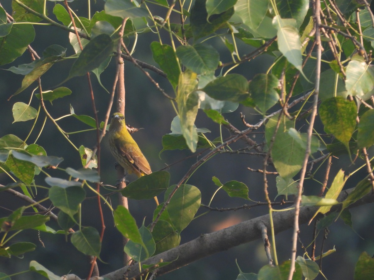זהבן הודי - ML645306708
