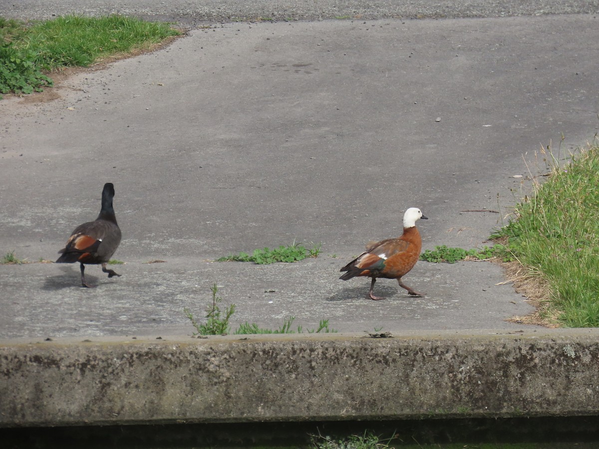 Paita maoria - ML645306709