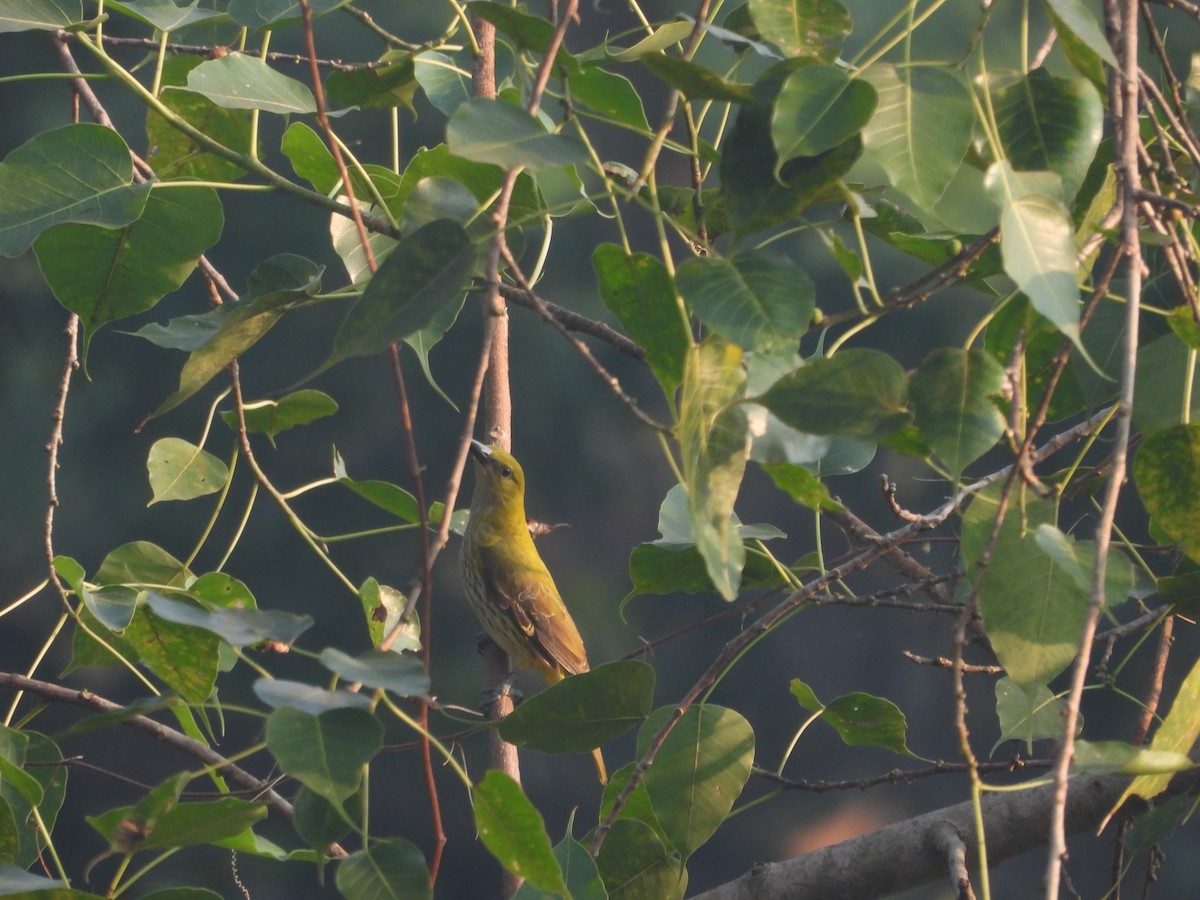 זהבן הודי - ML645306711