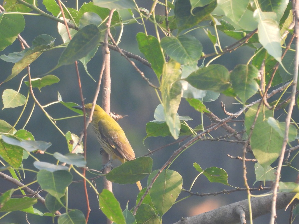 זהבן הודי - ML645306719