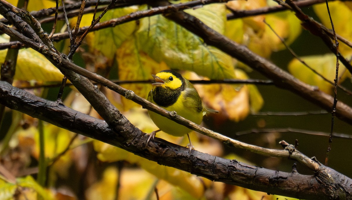 Paruline à capuchon - ML645306721