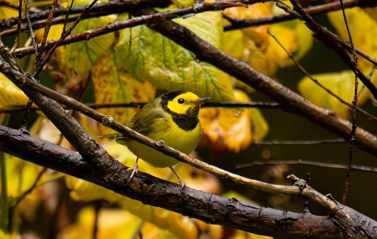 Paruline à capuchon - ML645306722