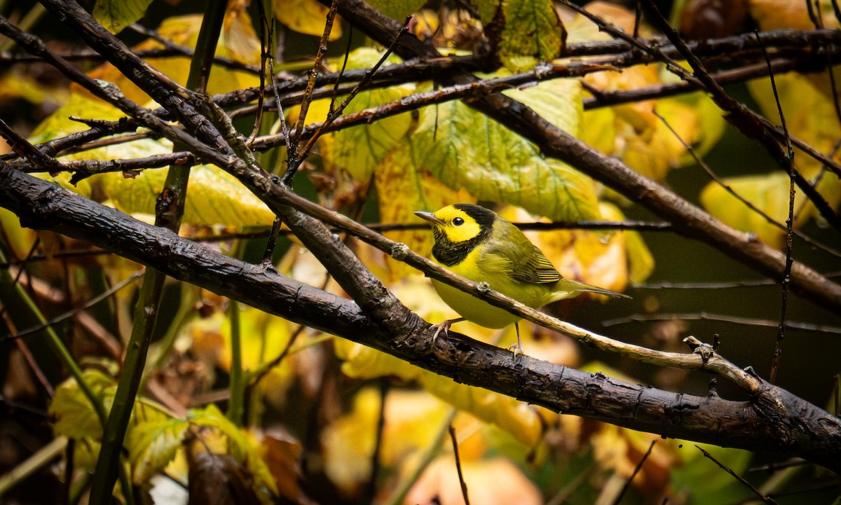 Paruline à capuchon - ML645306723