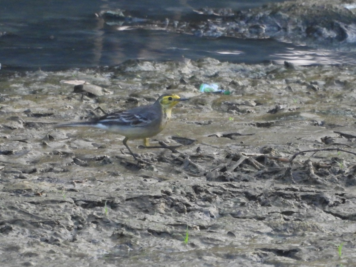 נחליאלי לימוני - ML645306745