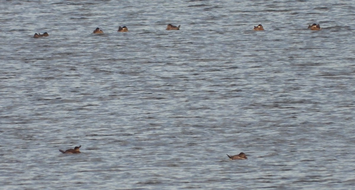 Ruddy Duck - ML645306756