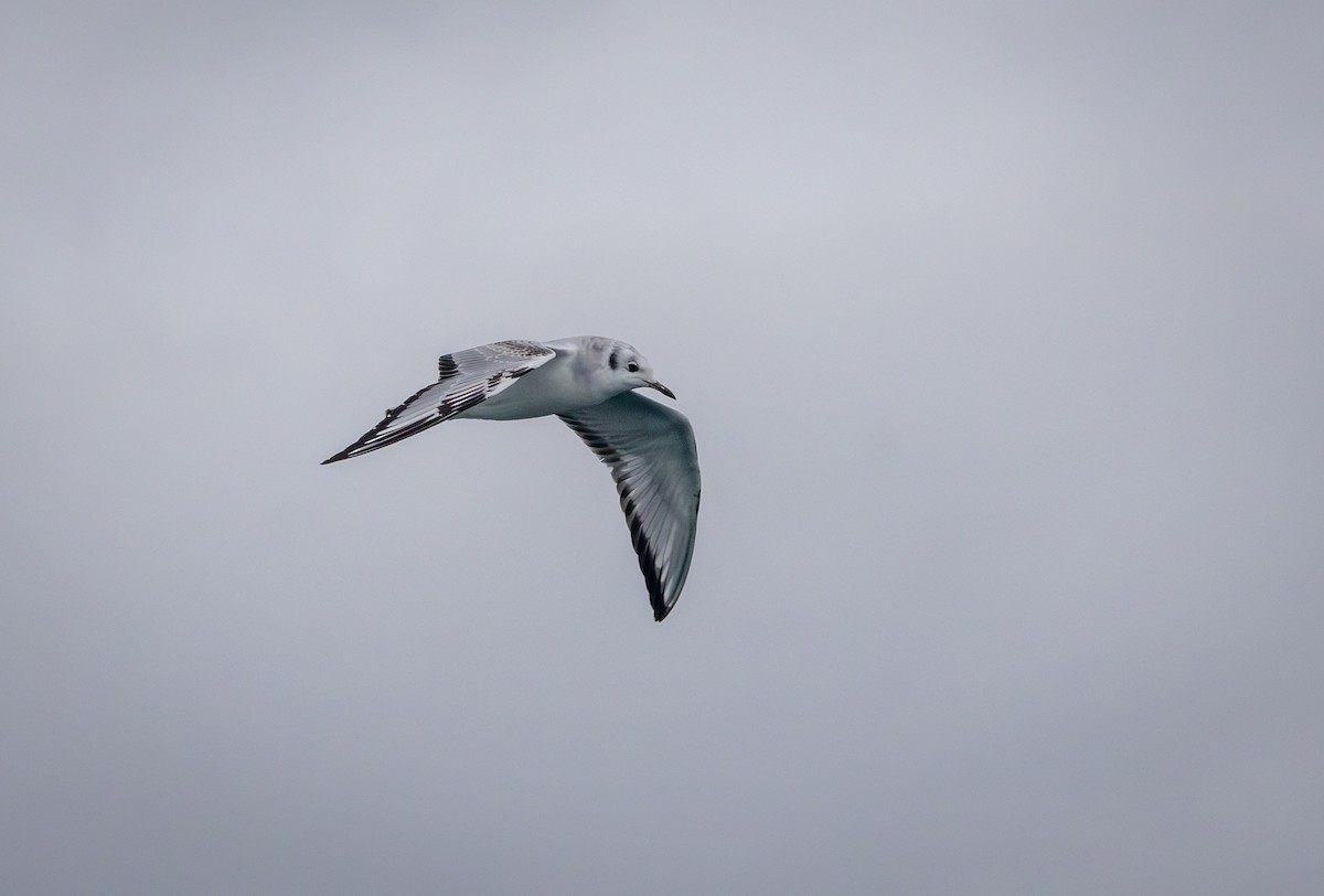 Bonaparte's Gull - ML645306757