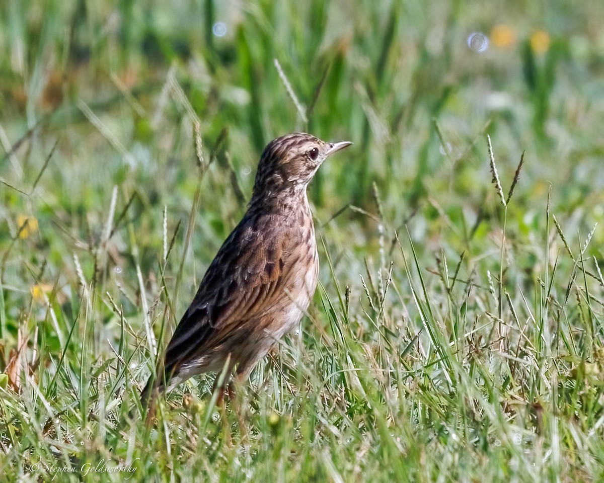 Australian Pipit - ML645306758