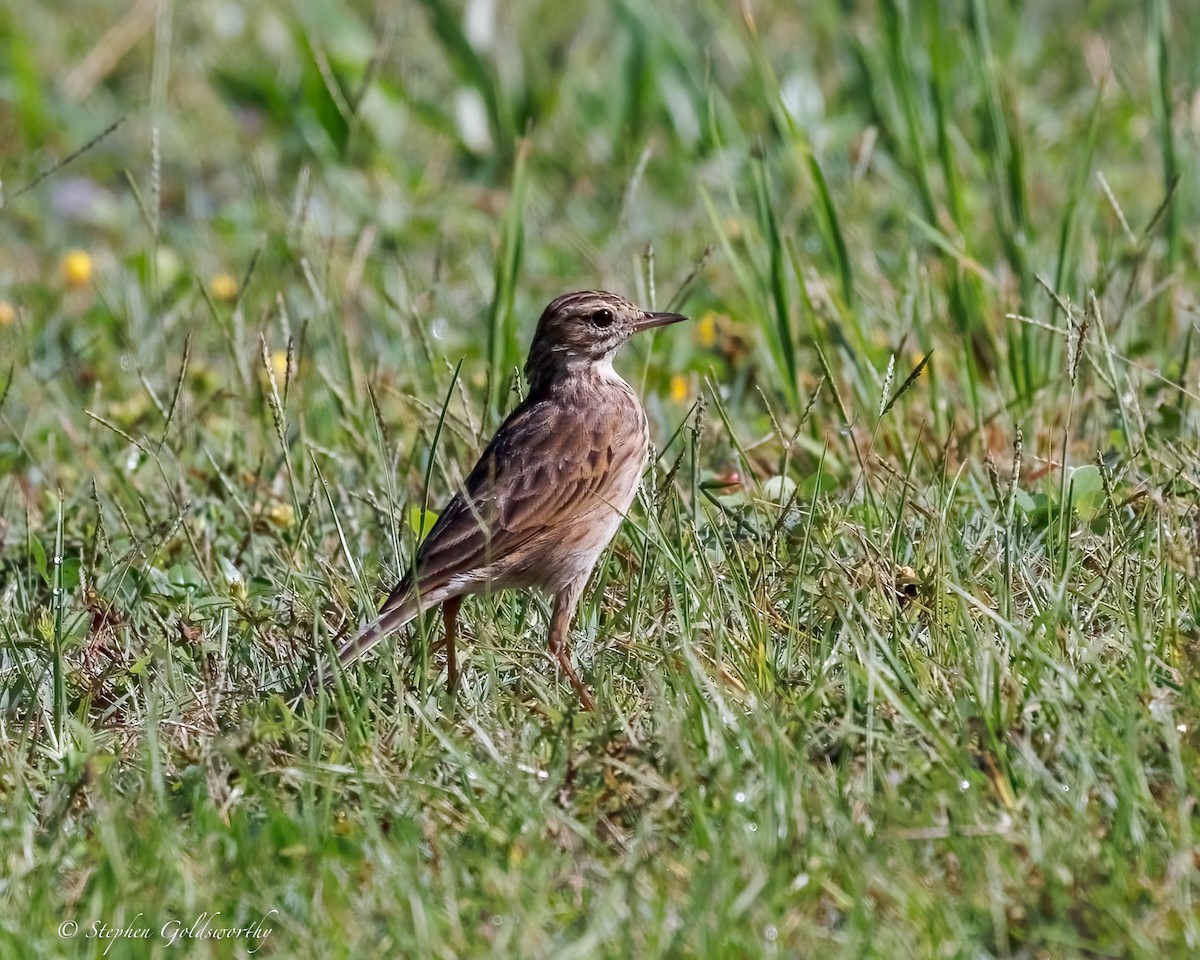 Australian Pipit - ML645306759