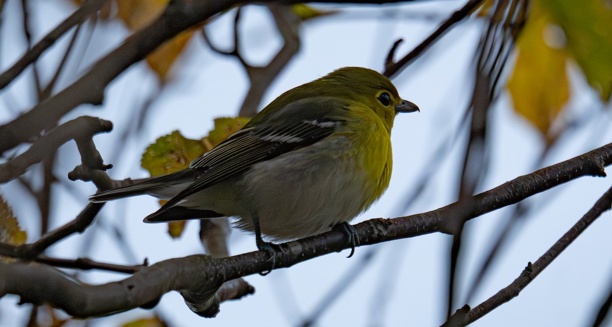 Yellow-throated Vireo - ML645306760