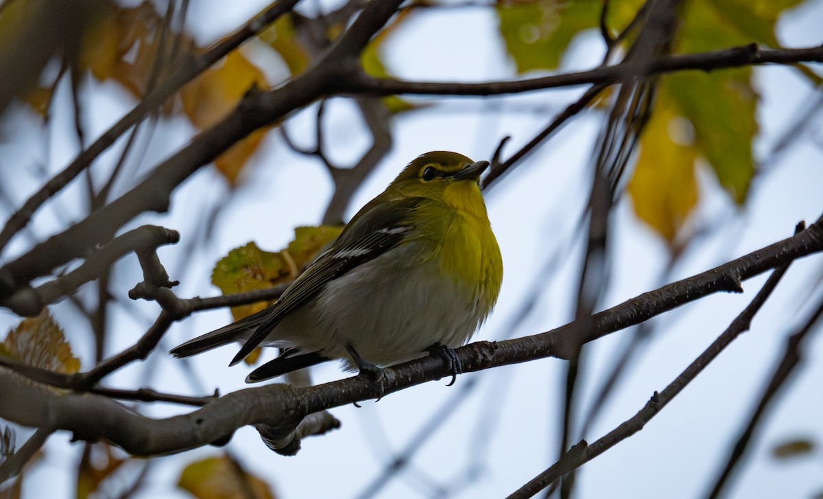 Yellow-throated Vireo - ML645306761