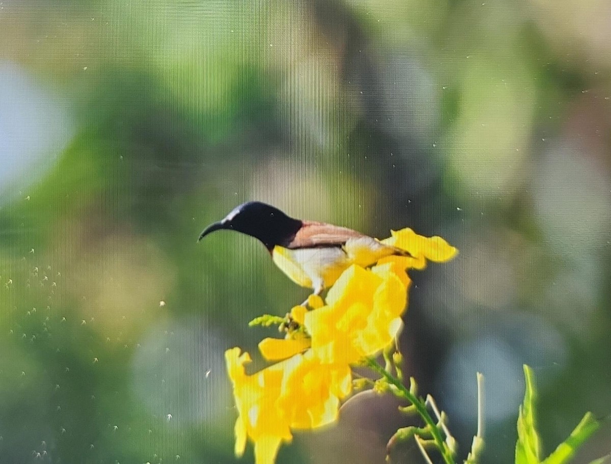 Purple-rumped Sunbird - ML645306762